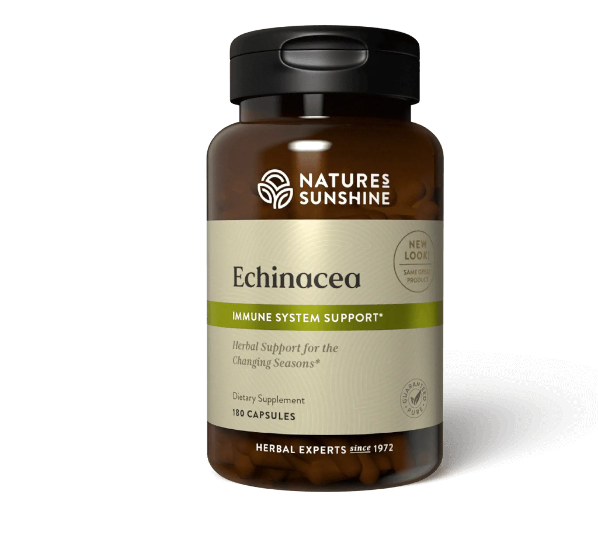 Echinacea Purpurea